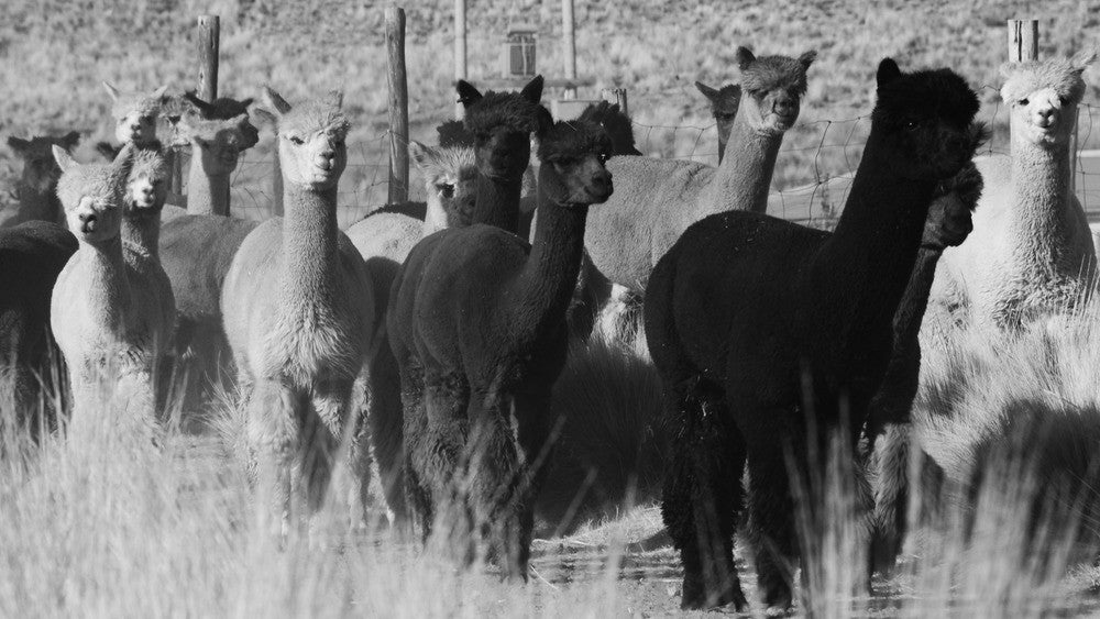my alpaca Copenhagen
