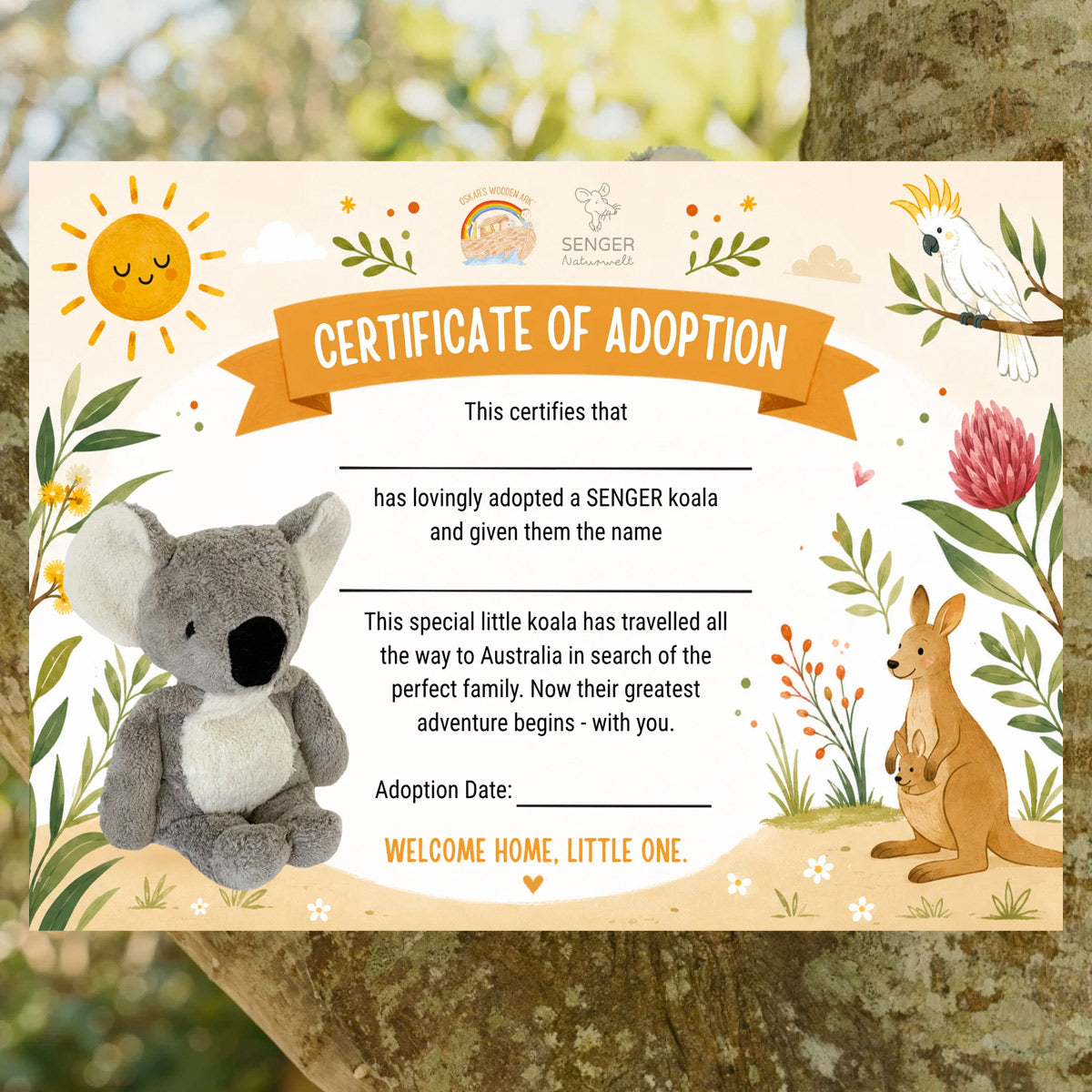 Cuddly Koala with Heat Pack in Organic Cotton/Lambswool (Limited Edition)