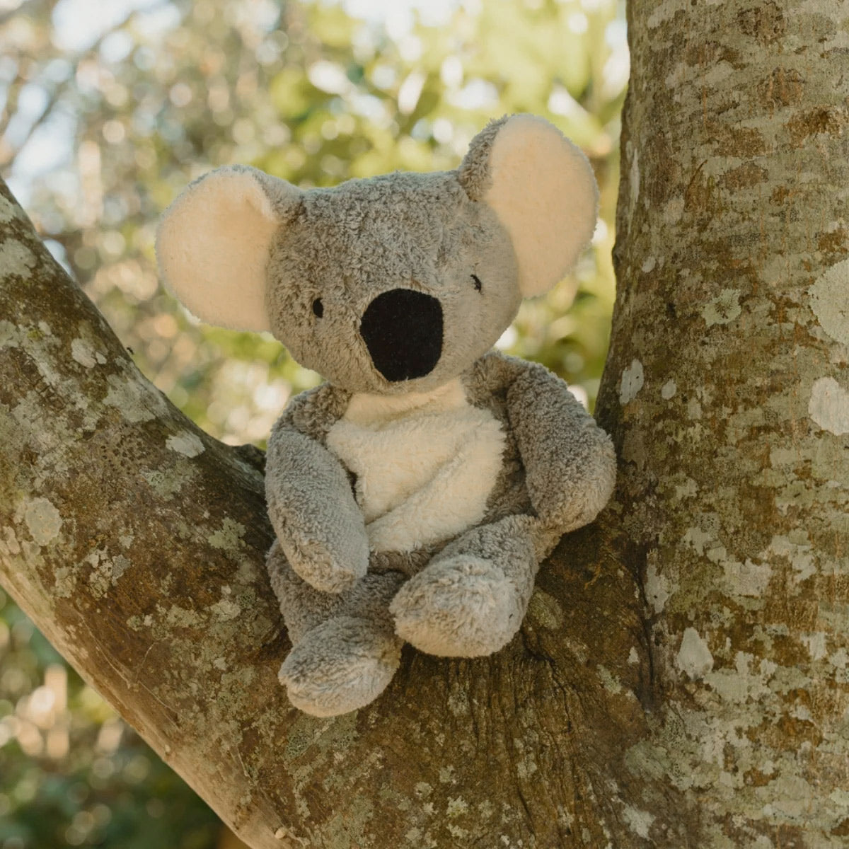 Cuddly Koala with Heat Pack in Organic Cotton/Lambswool (Limited Edition)