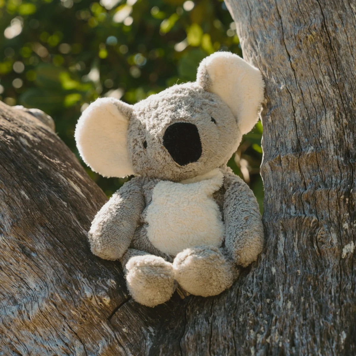 Cuddly Koala with Heat Pack in Organic Cotton/Lambswool (Limited Edition)